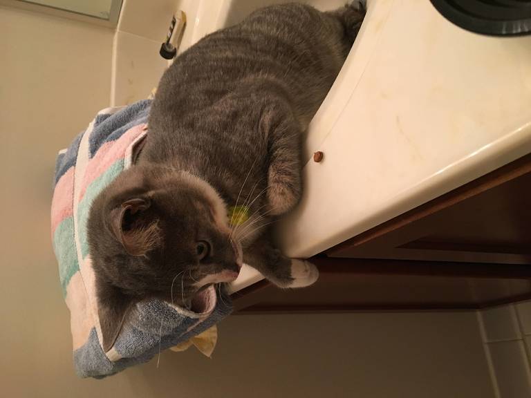 Felix in the sink.JPG