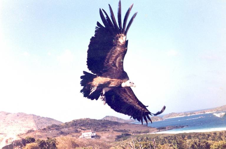 SXM African Eagle.jpg