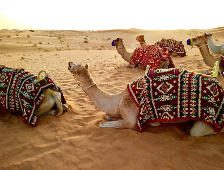 arabian-camel-sitting-in-dubai-desert-wallpaper.jpg