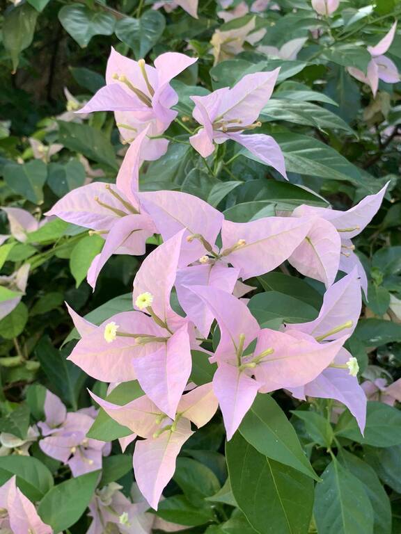 IMG_0094.JPEG