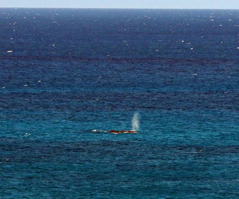 Whale_ 4-20-2019 9-52-13 AM.JPG