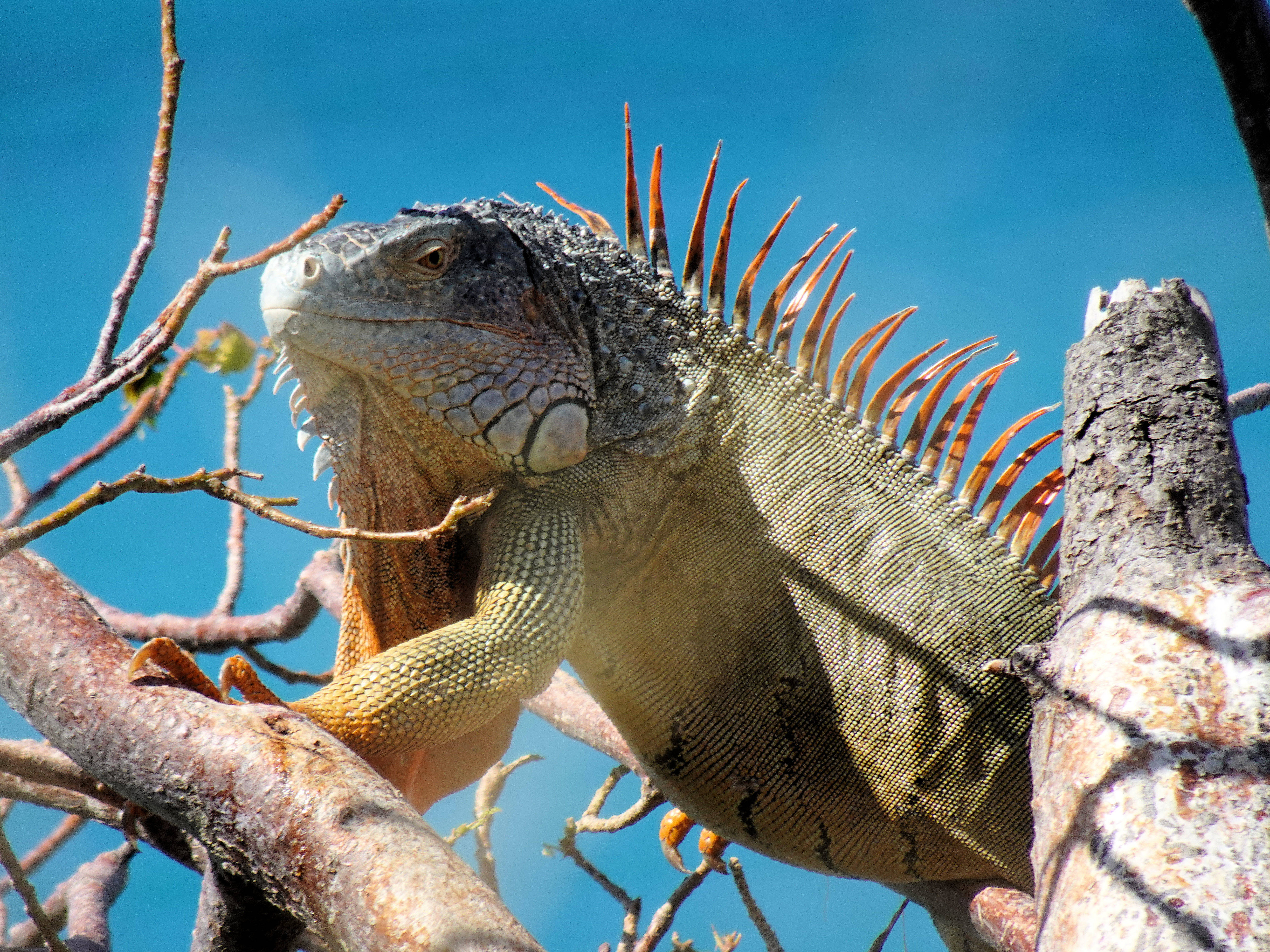 Attached picture Iguana1.jpg