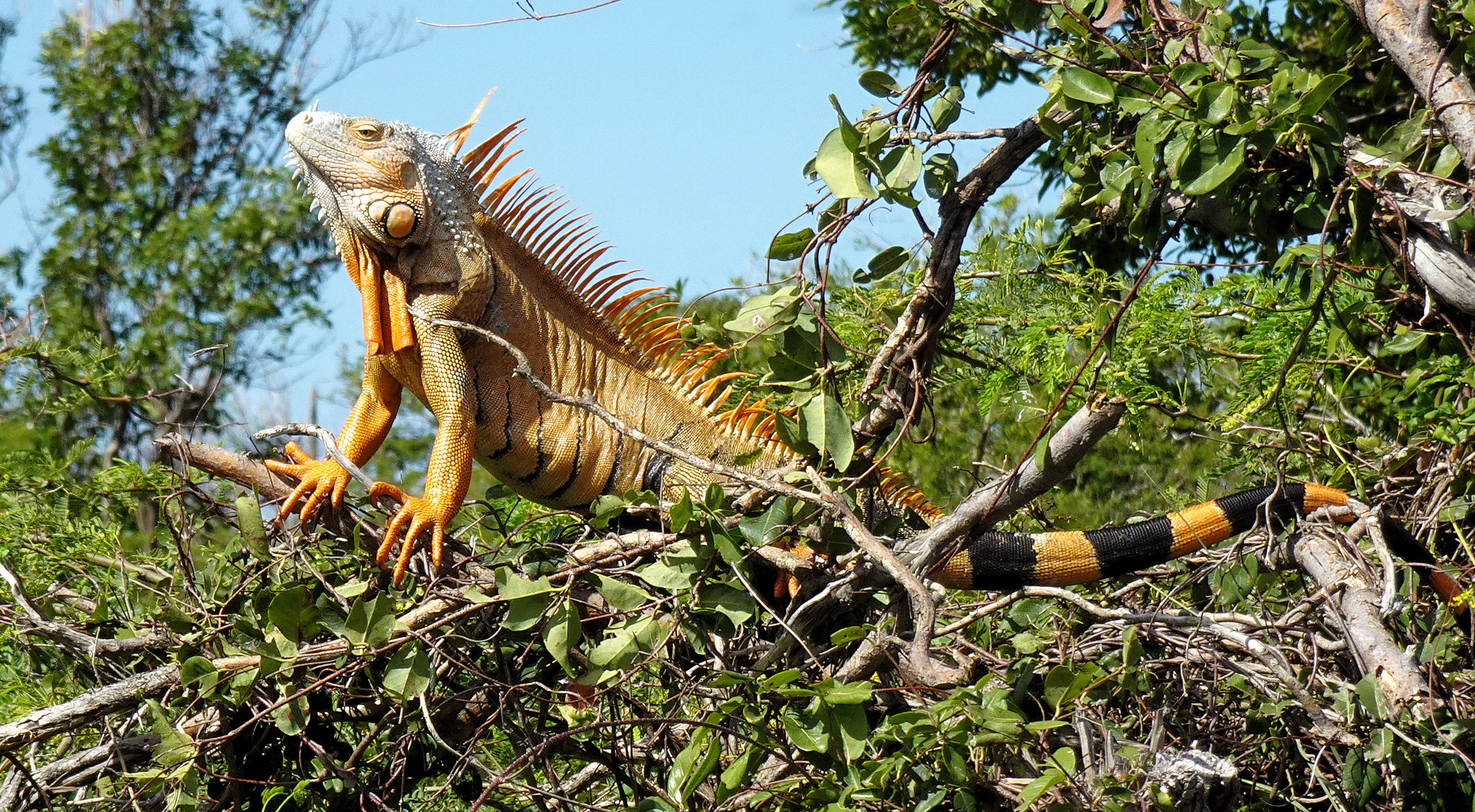 Attached picture Iguana2.jpg